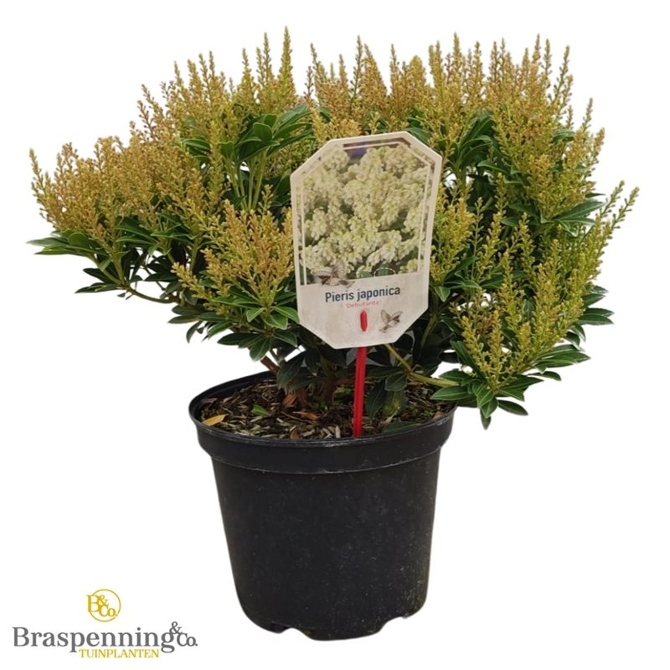 Pieris jap. 'Debutante' - C5 30-40 CM